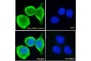 ABIN185461 Immunofluorescence analysis of paraformaldehyde fixed MCF7 cells, permeabilized with 0. (ERBB3 anticorps  (C-Term))