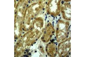 Immunohistochemical analysis of c-Myc staining in mouse kidney formalin fixed paraffin embedded tissue section. (c-MYC anticorps)