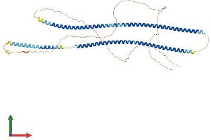 AlphaFold protein structure predicition of Mouse Recombinant Krt75 Protein, UniprotID Q8BGZ7