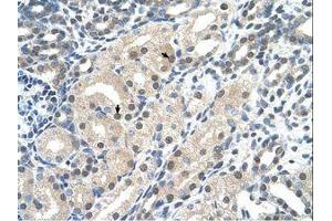 Image no. 1 for anti-Ubiquitin Protein Ligase E3 Component N-Recognin 7 (UBR7) (AA 352-401) antibody (ABIN203519)