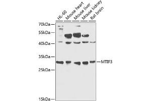 Western blot analysis of extracts of various cell lines, using MTIF3 antibody  at 1:1000 dilution. (MTIF3 anticorps  (AA 1-278))