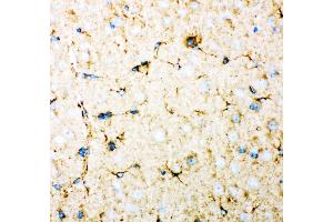 Anti- DHFR Picoband antibody,IHC(P) IHC(P): Mouse Brain Tissue