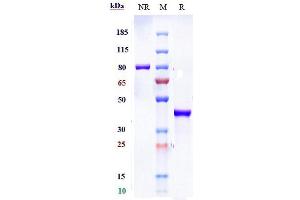 Anti-SLC2A8 Reference Antibody (VB1-050) on SDS-PAGE under reducing (R) condition.