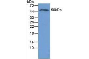 Detection antibody from the kit in WB with Positive Control:  Sample Rat liver lysate.