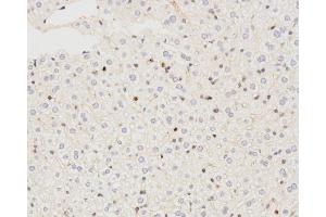 Immunohistochemistry analysis of paraffin-embedded mouse liver using LC3A/B Polyclonal Antibody at dilution of 1:500. (LC3A / LC3B anticorps)