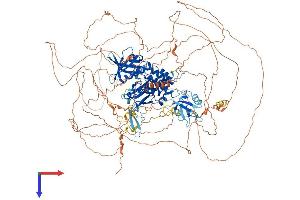 AlphaFold protein structure predicition of Mouse Recombinant Frmpd4 Protein, UniprotID A2AFR3