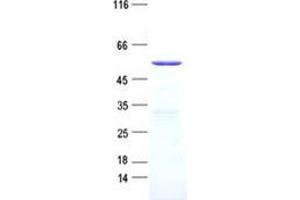 Validation with Western Blot (PAS1C1 Protein (His tag))