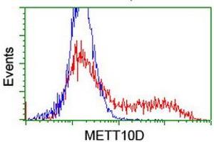 HEK293T cells transfected with either RC208648 overexpress plasmid (Red) or empty vector control plasmid (Blue) were immunostained by anti-METT10D antibody (ABIN2455783), and then analyzed by flow cytometry. (METTL16 anticorps)