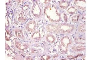 Immunohistochemistry of paraffin-embedded human kidney tissue using ABIN7149627 at dilution of 1:100