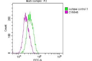 Overlay histogram showing Jurkat cells stained with ABIN7127640 (red line) at 1:50.