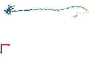 AlphaFold protein structure predicition of Mouse Recombinant Swap70 Protein, UniprotID Q6A028