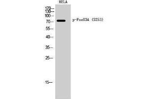 Western Blotting (WB) image for anti-Forkhead Box O3 (FOXO3) (pSer253) antibody (ABIN3182014) (FOXO3 anticorps  (pSer253))