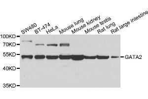 Western blot analysis of extracts of various cell lines, using GATA2 antibody. (GATA2 anticorps)