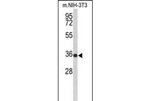 Western blot analysis of SLC25A17 Antibody (N-term) (ABIN653119 and ABIN2842701) in Mouse NIH-3T3 cell line lysates (35 μg/lane).