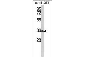 Western blot analysis of SLC25A17 Antibody (N-term) (ABIN653119 and ABIN2842701) in Mouse NIH-3T3 cell line lysates (35 μg/lane). (SLC25A17 anticorps  (N-Term))