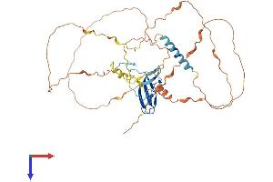 AlphaFold protein structure predicition of Human Recombinant ZAR1 Protein, UniprotID Q86SH2