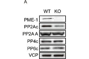 PME-1 knockout reduces PP2A protein levels.