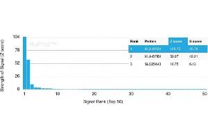 Analysis of Protein Array containing more than 19,000 full-length human proteins using HLA-Pan Rabbit Recombinant Monoclonal Antibody (HLA-Pan/2967R).