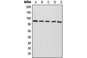 Western blot analysis of CAPRI expression in HepG2 (A), NIH3T3 (B), mouse liver (C), rat liver (D), PC12 (E) whole cell lysates.