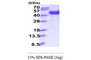 SDS-PAGE (SDS) image for Selectin L (SELL) (AA 52-345) protein (His tag) (ABIN5855005)