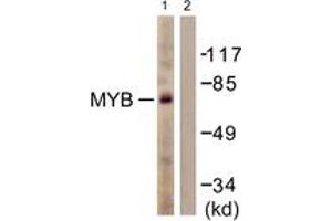 Western blot analysis of extracts from HuvEc cells, using MYB (Ab-12) Antibody. (MYB anticorps  (AA 1-50))