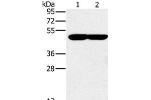Western Blot analysis of K562 and 293T cell using PPOX Polyclonal Antibody at dilution of 1:200 (PPOX anticorps)