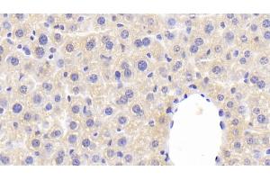 Detection of F5 in Mouse Liver Tissue using Polyclonal Antibody to Coagulation Factor V (F5) (Coagulation Factor V anticorps  (AA 1863-2161))