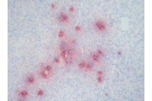 Image no. 1 for anti-Defensin (DEF) antibody (ABIN481654)