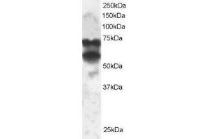 ABIN2564671 staining (2µg/ml) of 293 lysate (RIPA buffer, 30µg total protein per lane). (PPP2R5D anticorps  (C-Term))