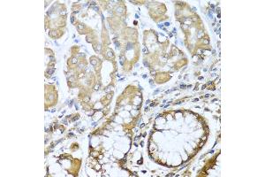 Immunohistochemistry of paraffin-embedded human stomach using NRG4 antibody (ABIN1873958) at dilution of 1:100 (40x lens). (Neuregulin 4 anticorps)