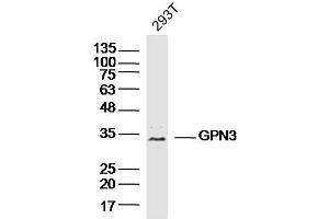 293T lysates probed with GPN3 Polyclonal Antibody, Unconjugated  at 1:300 dilution and 4˚C overnight incubation. (GPN3 anticorps  (AA 131-230))