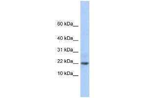 C9ORF25 antibody used at 1 ug/ml to detect target protein.