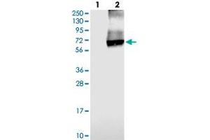 Western blot analysis of Lane 1: Negative control (vector only transfected HEK293T lysate), Lane 2: Over-expression Lysate (Co-expressed with a C-terminal myc-DDK tag (~3. (SLC26A11 anticorps)