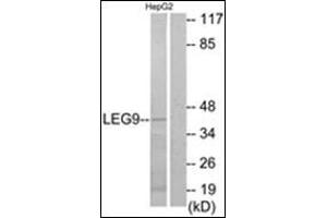 Western blot analysis of extracts from HepG2 cells, using LEG9 Antibody. (Galectin 9 anticorps  (Internal Region))