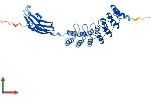 AlphaFold protein structure predicition of Human Recombinant FANK1 Protein, UniprotID Q8TC84
