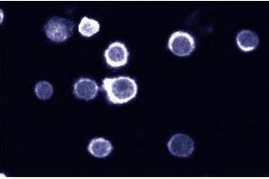 Immunofluorescent staining on HL60 cells. (SHP1 anticorps  (AA 492-597))