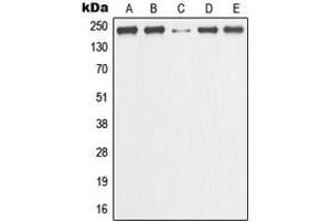 Western blot analysis of GANP expression in HeLa (A), MCF7 (B), Raw264. (GANP anticorps  (C-Term))