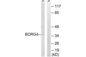 Western blot analysis of extracts from Jurkat cells, using BORG4 antibody. (CDC42EP4 anticorps)
