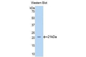 Western Blotting (WB) image for anti-Neuropilin 1 (NRP1) (AA 646-814) antibody (ABIN1173419)