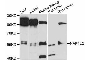 Western blot analysis of extracts of various cell lines, using NAP1L2 antibody (ABIN5998302) at 1:3000 dilution. (NAP1L2 anticorps)