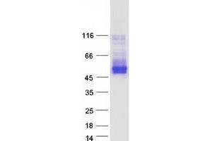 Validation with Western Blot (TMEM51 Protein (Transcript Variant 2) (Myc-DYKDDDDK Tag))