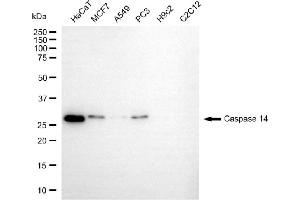 Western blotting analysis using caspase 14 antibody (ABIN7797888).