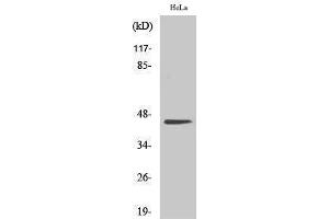 Western Blotting (WB) image for anti-Casein Kinase 2 alpha 1 (CSNK2A1) (Ser281) antibody (ABIN3174171) (CSNK2A1/CK II alpha anticorps  (Ser281))