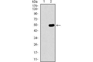 Western Blotting (WB) image for anti-Wolf-Hirschhorn Syndrome Candidate 2 (WHSC2) (AA 280-511) antibody (ABIN1846367) (WHSC2 anticorps  (AA 280-511))