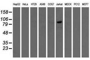 Image no. 2 for anti-Oxysterol Binding Protein-Like 11 (OSBPL11) antibody (ABIN1499918) (OSBPL11 anticorps)