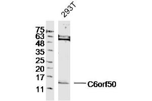anti-C6orf50 (AA 1-80) antibody