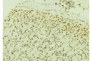 ABIN6277190 at 1/100 staining Human gastric tissue by IHC-P. (USP7 anticorps  (Internal Region))