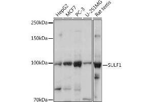 Western blot analysis of extracts of various cell lines, using SULF1 Rabbit pAb (ABIN6128783, ABIN6148697, ABIN6148698 and ABIN6217919) at 1:1000 dilution. (SULF1 anticorps  (AA 400-700))