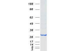 Validation with Western Blot