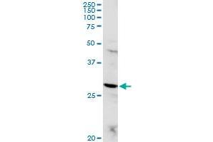 POMC MaxPab rabbit polyclonal antibody.